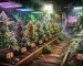 10 variétés Cannabis plus puissantes 2026